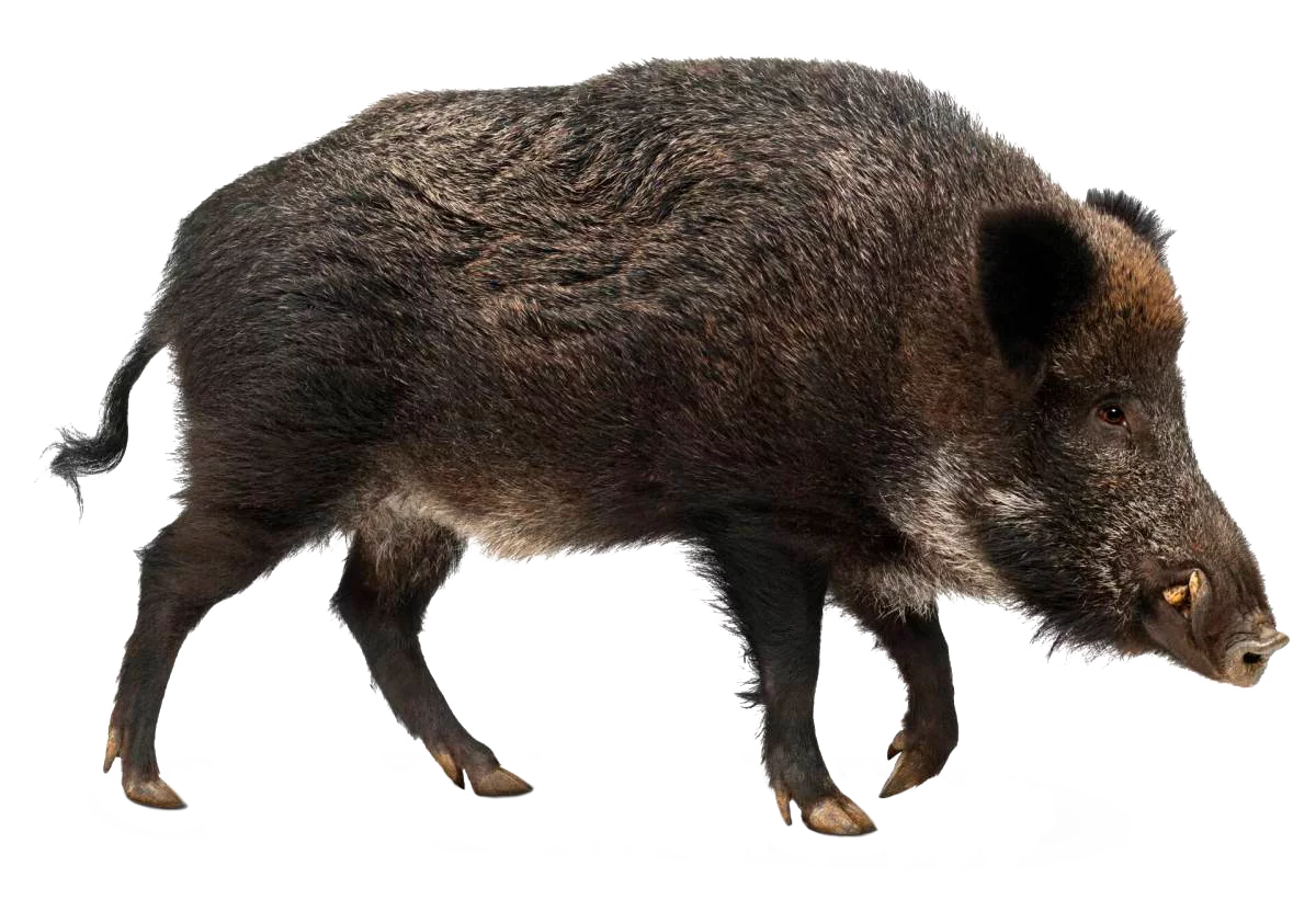 Кабан